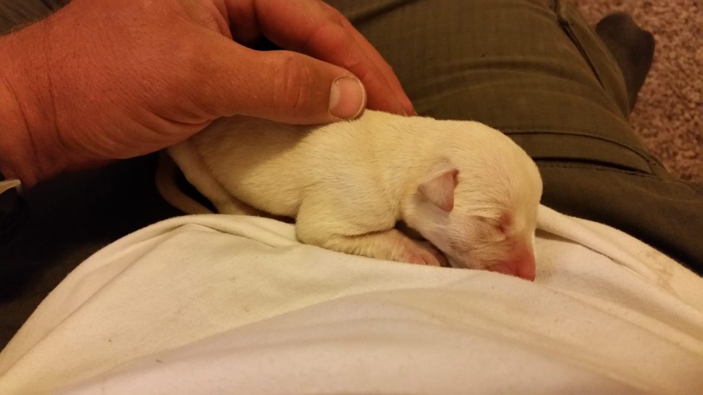 Labrador Puppy