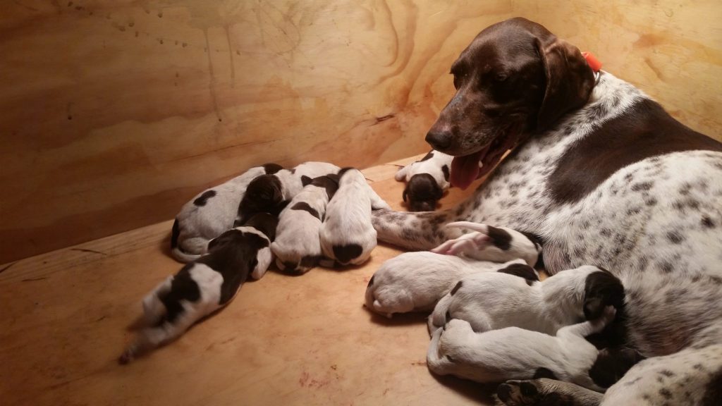 Zack & Ticks GSP Litter